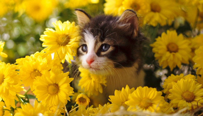 Spring Kitten Wallpaper