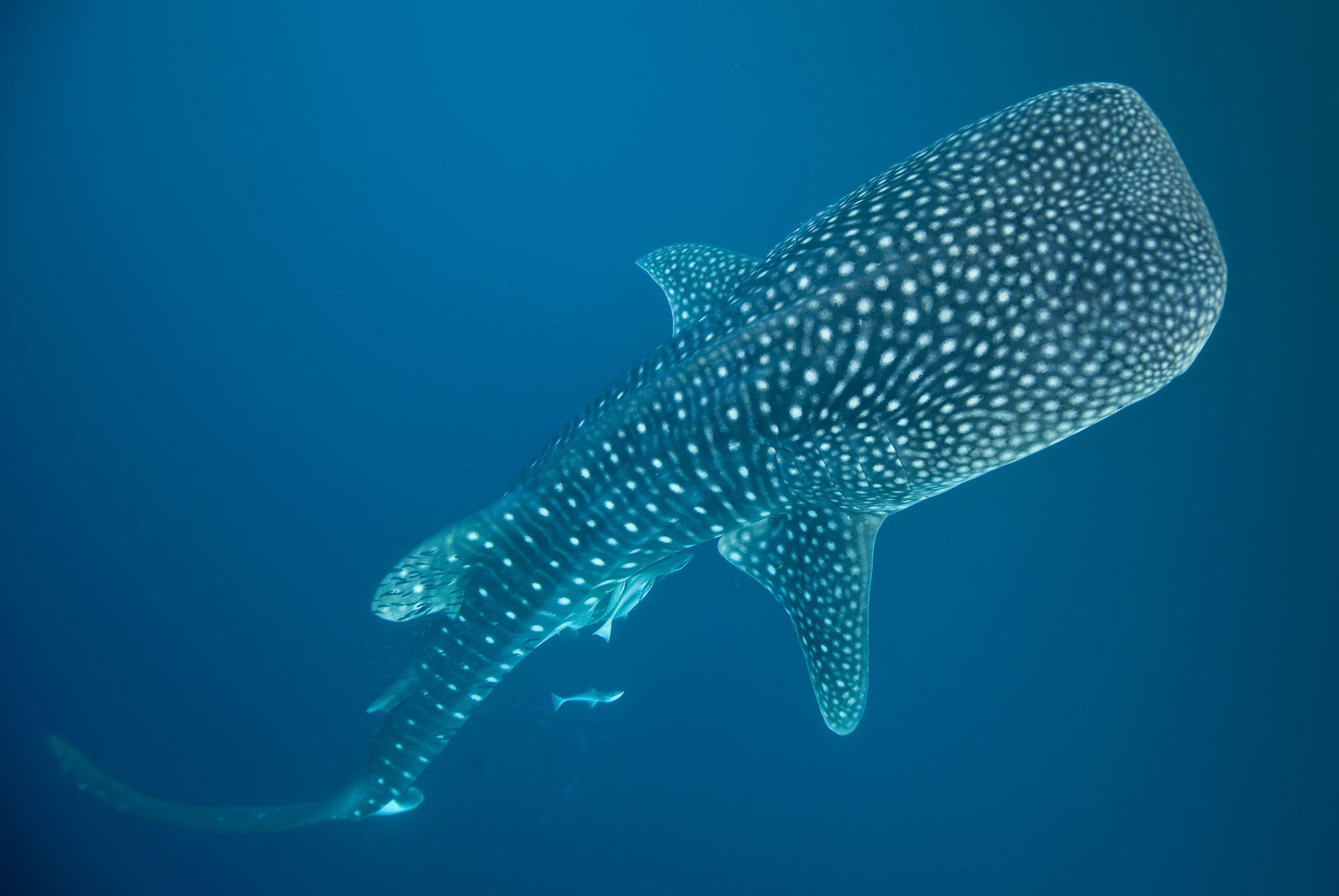 Whale Shark Background