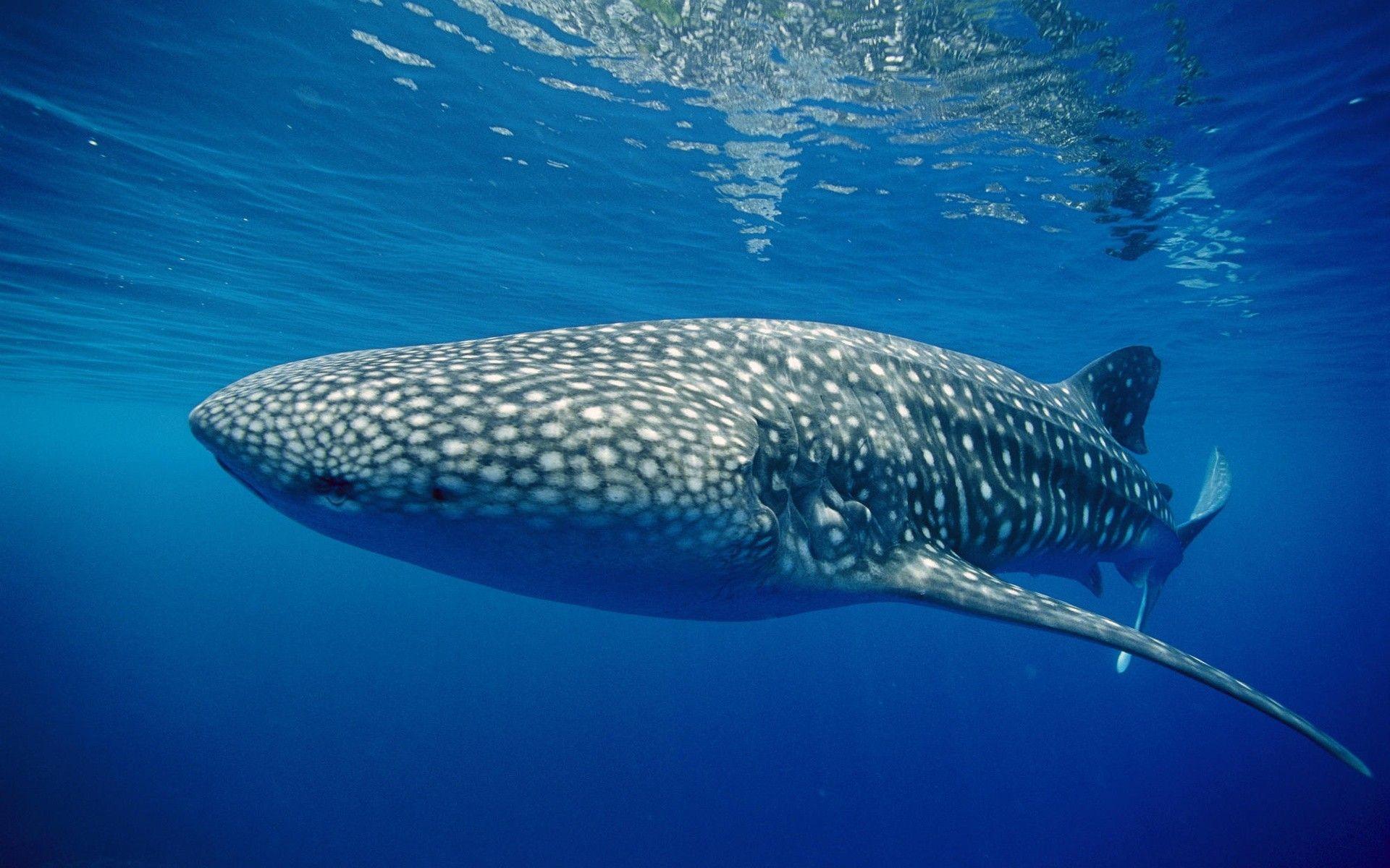 Whale Shark Background