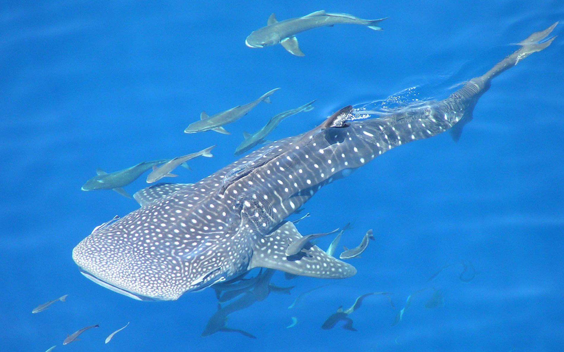 Whale Shark Background