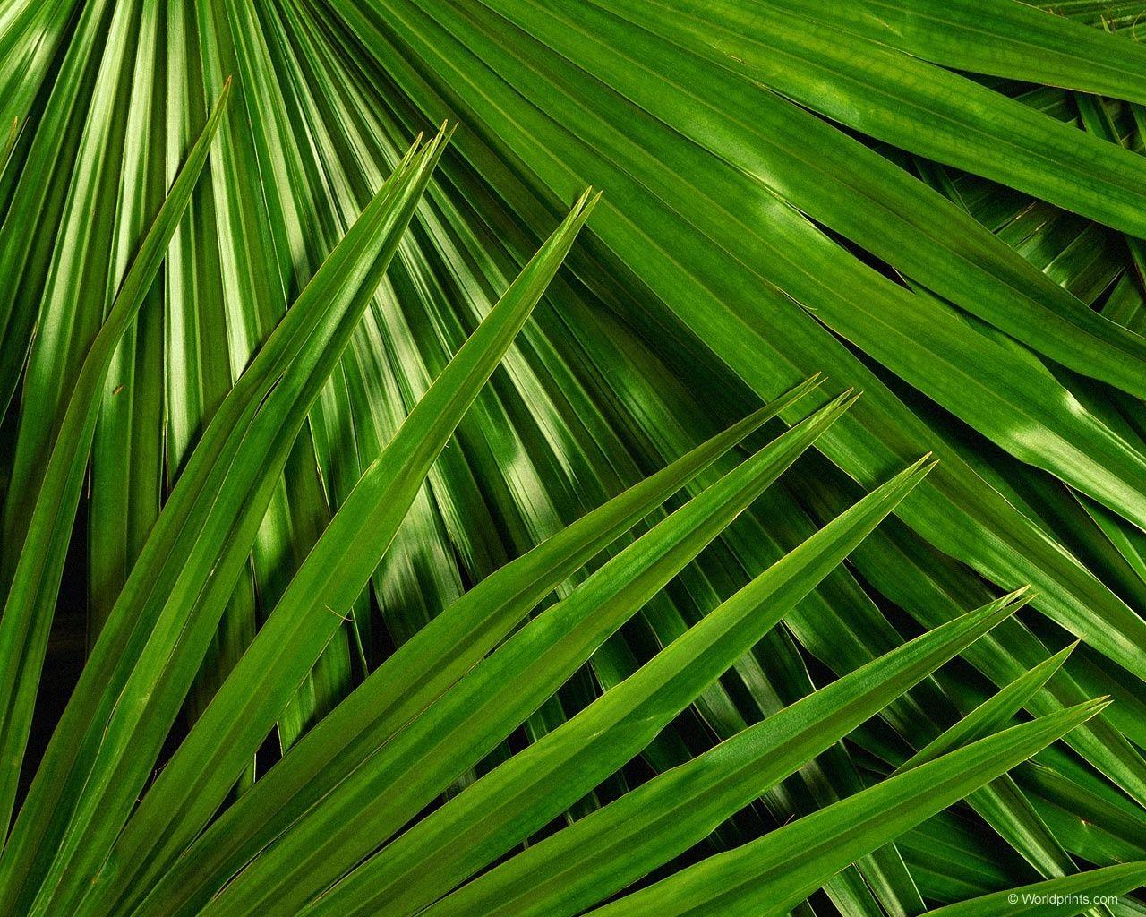 Palm Sunday Background Powerpoint