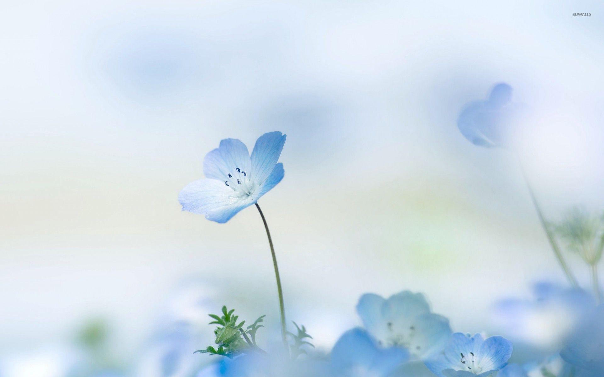 Blue Flower Wallpaper