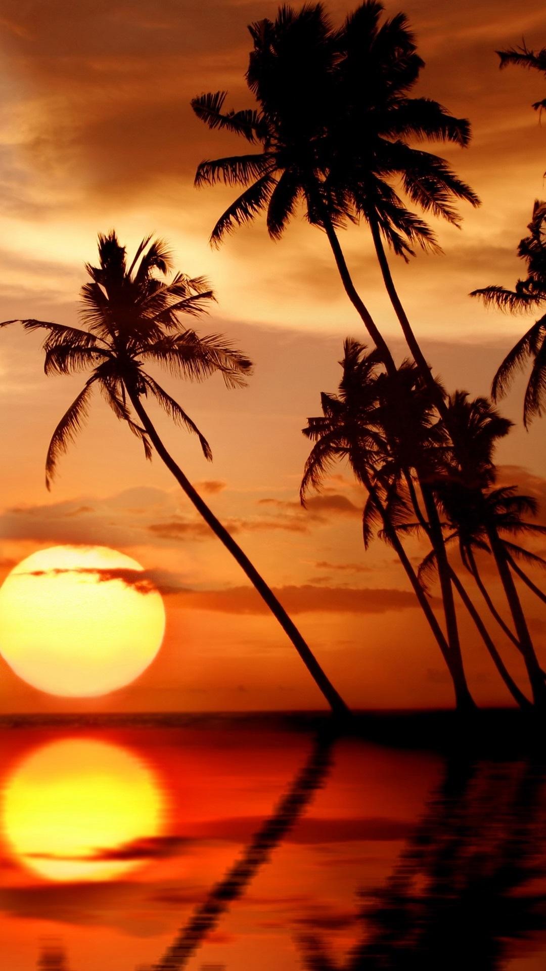 Palm Trees Beach Nature Sunset Wallpaper Palm Trees Wallpaper | My XXX ...