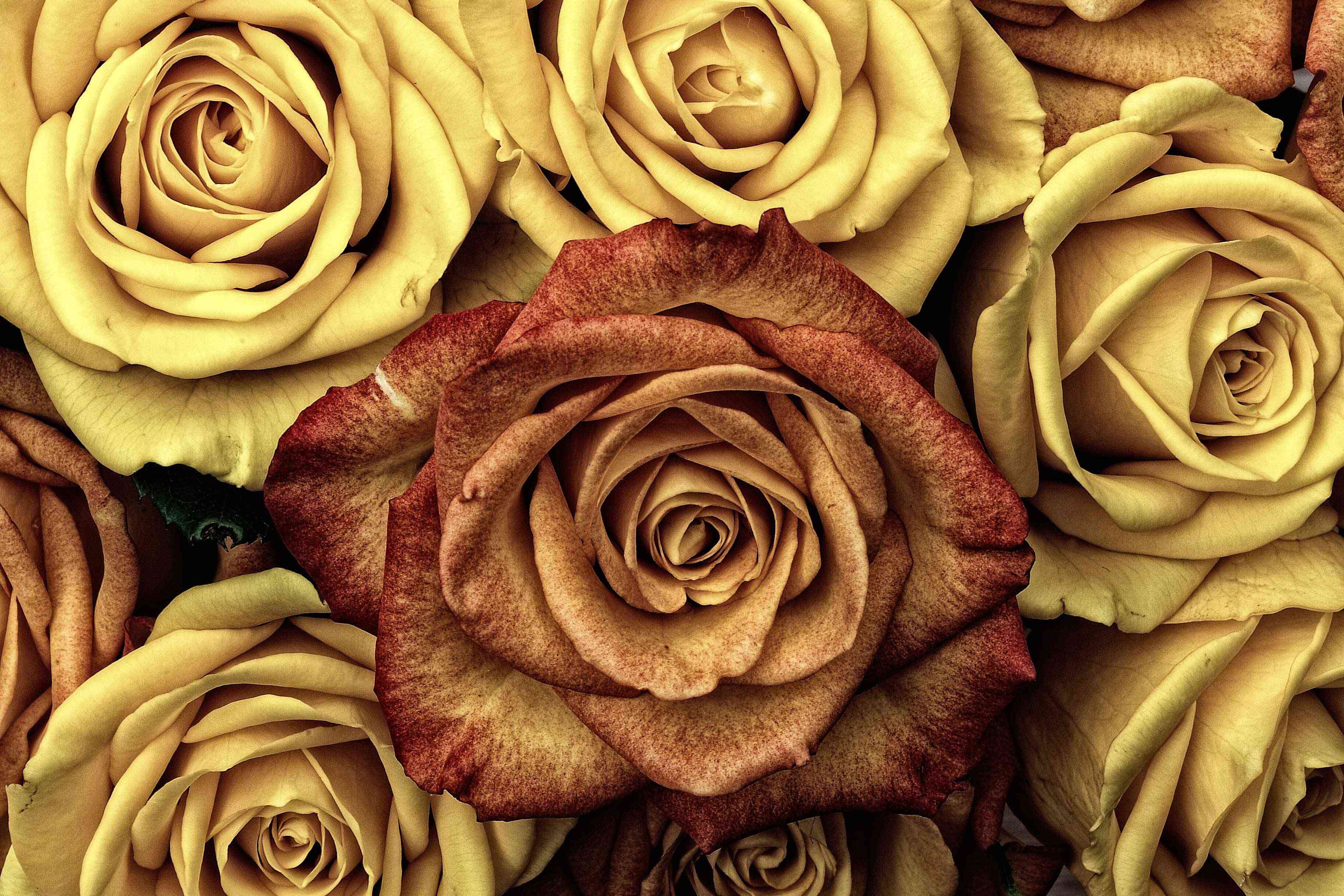 Vintage Rose Backgrounds Wallpapers