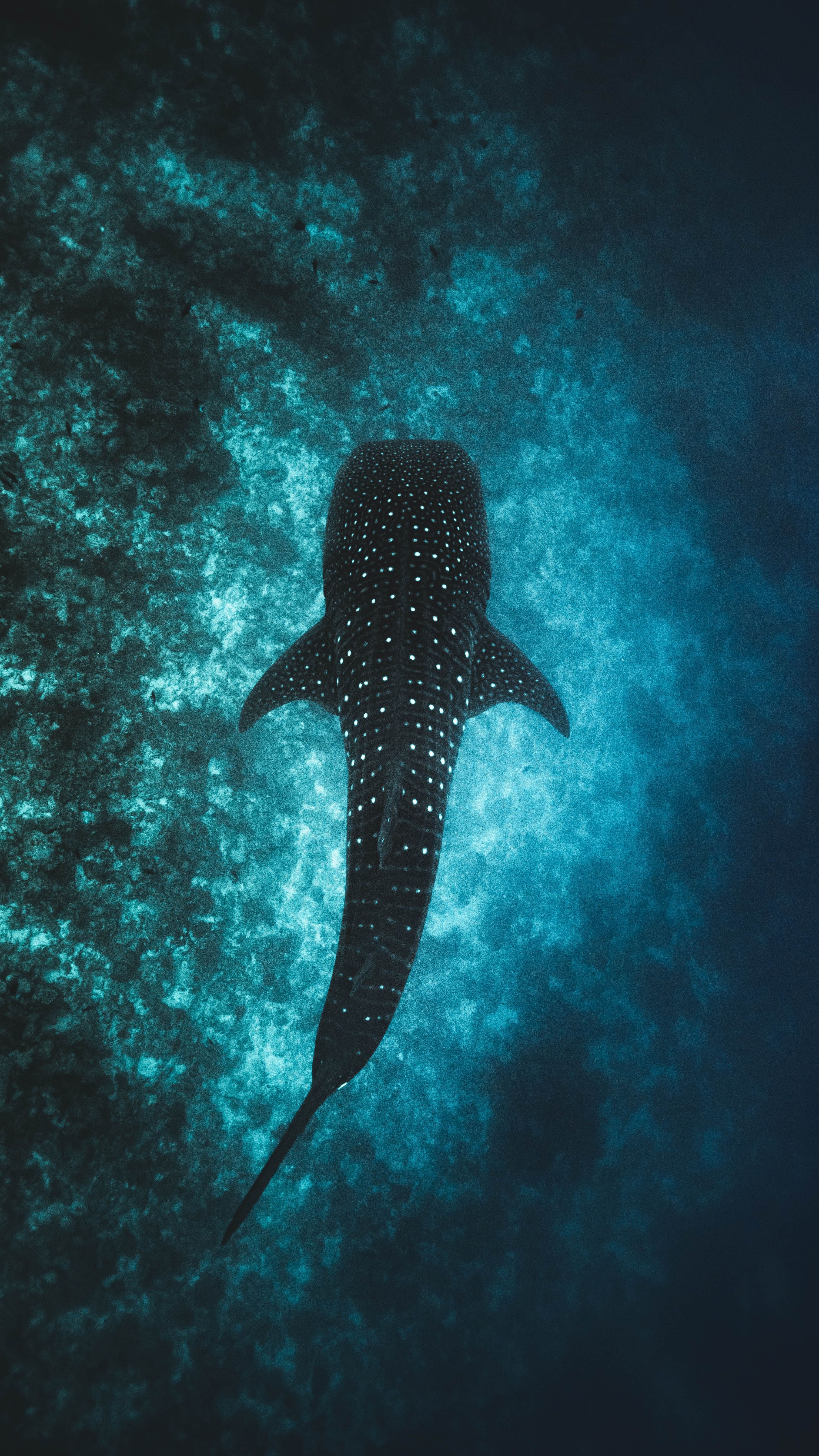 Whale Shark Background