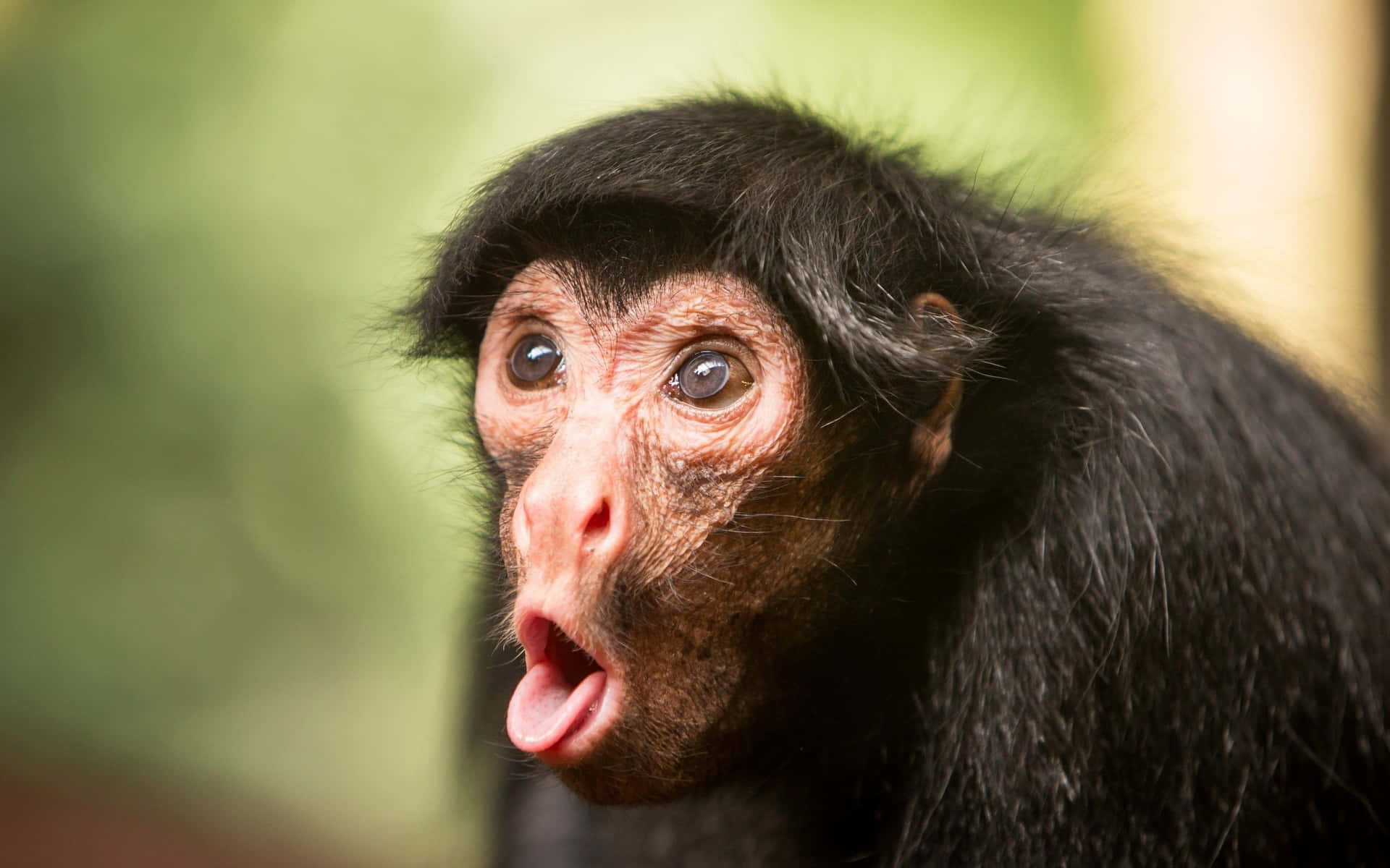 Funny Face Black Spider Monkey Wallpaper