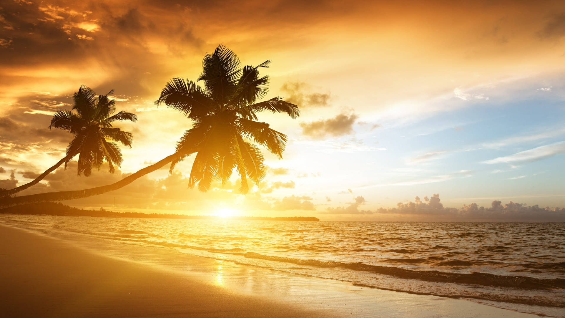 Top 999+ Palm Tree Sunset Wallpaper Full HD, 4K Free to Use