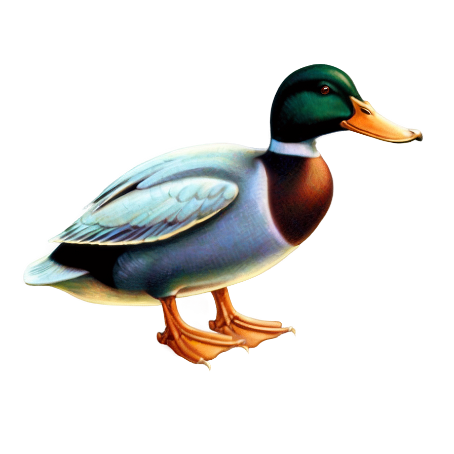 Vintage Duck Illustration Png Vrp30 PNG