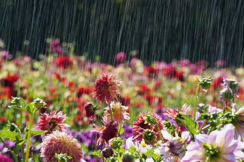 Rainy Season HD Wallpapers, Rain makes our life most beautiful .So, Rainy  season