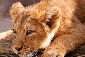 Lions baby resting