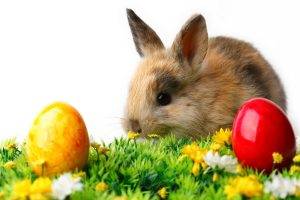 rabbits baby animals eggs easter animals