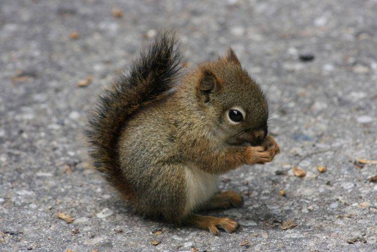 baby animals squirrel animals HD Wallpaper Desktop Background