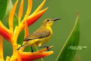 birds, Animals, Wildlife, Sunbirds