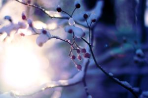 macro, Tree, Plant, Snow, Winter, Tree, Trees, Branches, Sun, Bokeh, Blur