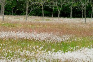 landscapes, Nature, Fields