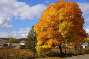 roads, Trees, Autumn, Fall, Rustic, Houses, Architecture, Sky, Clouds