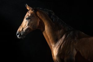 horses, Black, Background, Animals, Wallpapers