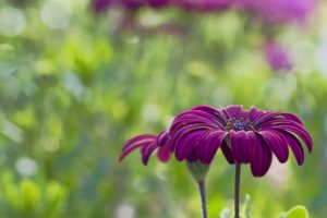 nature, Flower, Garden, Wild, Drop, Macro, Cosmos, Pink, Hd, Wallpaper