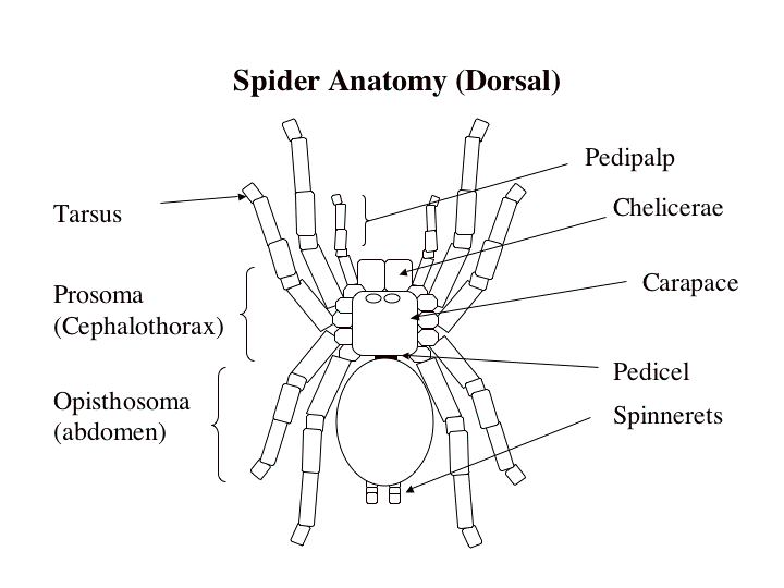 Spider Anatomy Diagram