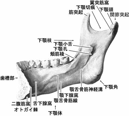 下顎骨