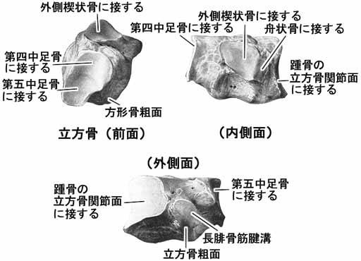 立方骨