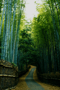 京の竹林