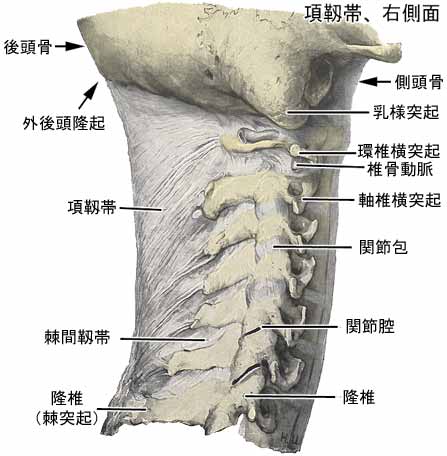 脊柱結合