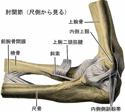 肘関節