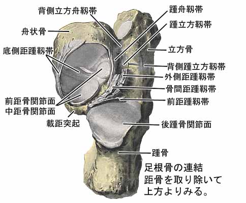 足の関節