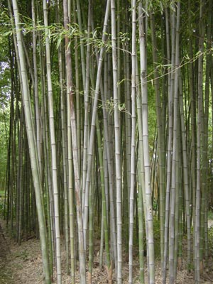 胡麻竹