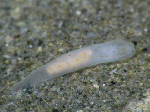 キヌハダウミウシ属の仲間群