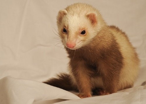 ferret bedding