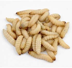 Galleria Mellonella Live Waxworms