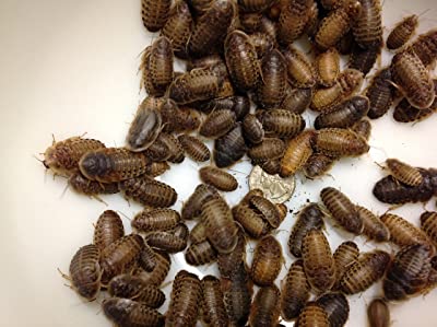 Dubia Roaches 100 Large