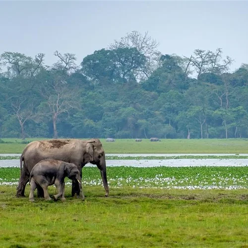 [Uniquement en anglais] Call for applications: The Wildlife Institute of India training courses on natural heritage  ...