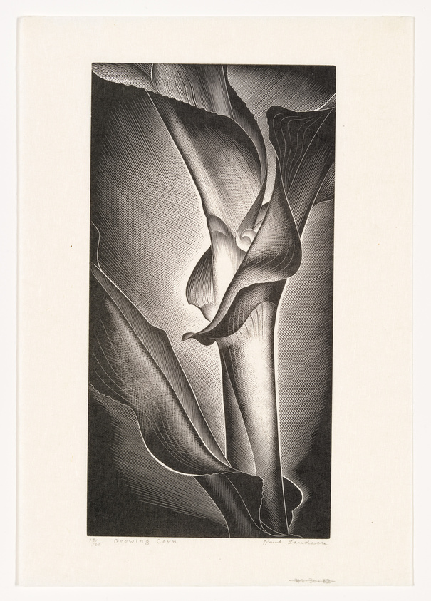 A black and white abstract etching titled "Growing Corn" by David Freed, featuring fluid, organic shapes that resemble the curves and folds of plant life, with intricate line work creating a sense of depth and movement. The artwork is signed by the artist and numbered at the bottom.