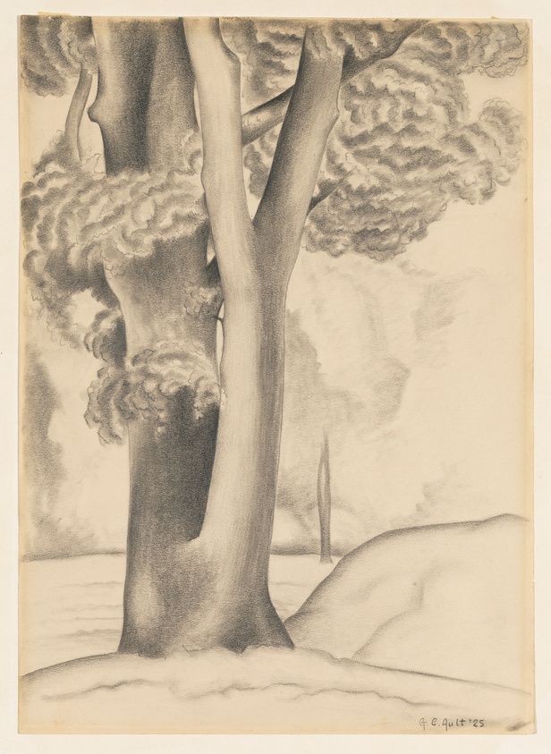 Pencil drawing of a cluster of tree trunks with detailed bark texture, surrounded by fluffy, cloud-like foliage. The ground appears to be covered with snow, and there's a signature at the bottom right corner that reads "G. E. Ault '25."