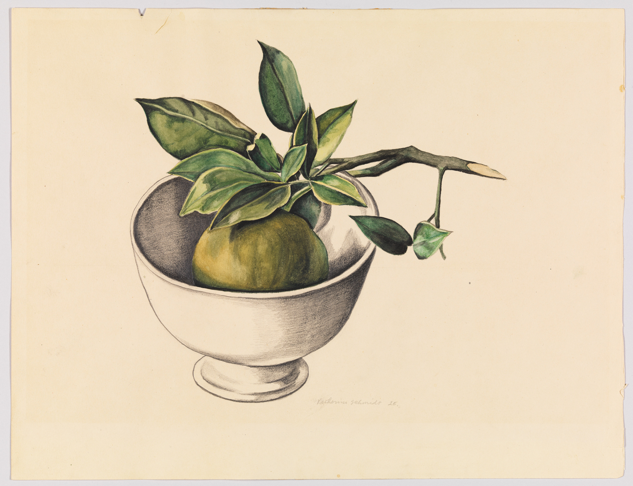 A vintage botanical illustration featuring a green, unripe citrus fruit with a stem and leaves placed in a simple white bowl. The bowl sits on a plain surface against a beige background, and there is a signature at the bottom right corner.