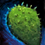 Nopal.png