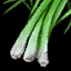 Lemongrass.png