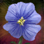 Flax Blossom.png