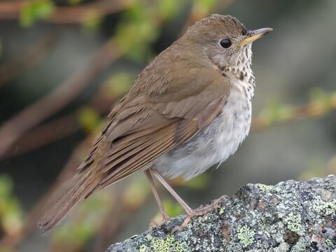 Bicknell's Thrush Adult