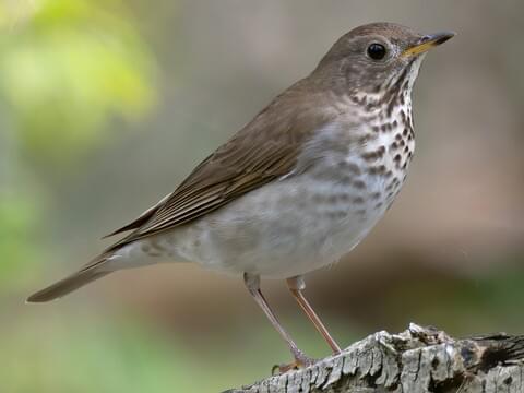 Gray-cheeked Thrush 