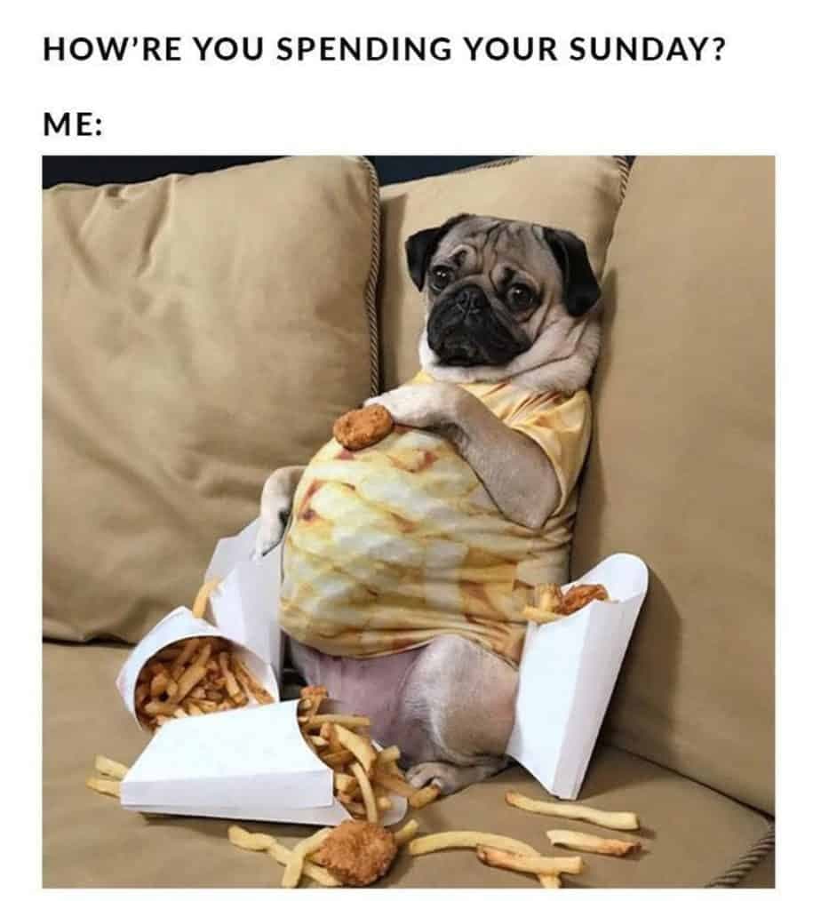 50+ Cutest Pug Meme