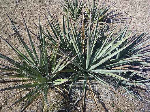 Yucca in the Mojave Desert