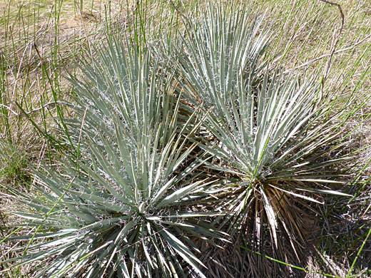 Four banana yucca