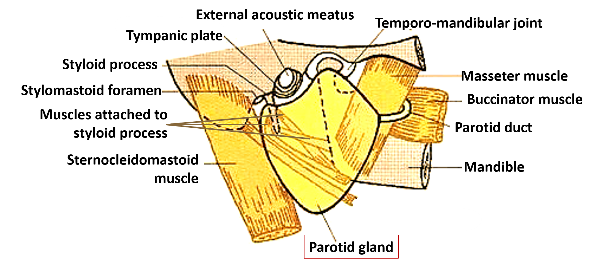 The Parotid Gland Position Vasculature Innervation Te - vrogue.co