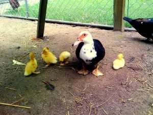 Muscovy Ducks Hatchery Photo