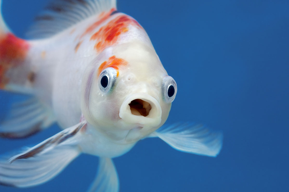 Maintaining a functional nitrogen cycle can keep your aquarium fish healthy and happy. 