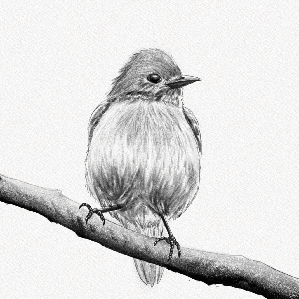 Update more than 76 sketch art of birds - seven.edu.vn